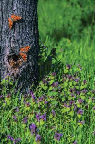Privacy Hedges Attract Butterflies